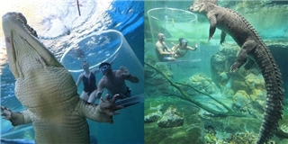 Du khách thi nhau trải nghiệm bơi cùng cá sấu trong Lồng tử thần