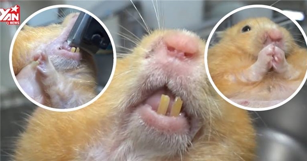 Ca cắt răng cho chú chuột hamster tại nhà gây sốt