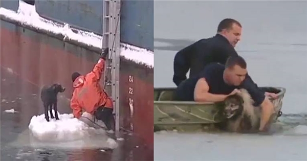 Đoàn người giải cứu chú chó kẹt giữa lớp băng dày giá lạnh