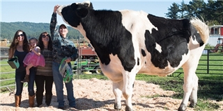 Tìm thấy bò sữa khổng lồ cao nhất thế giới ở trang trại Mỹ