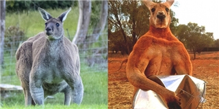 Sau Roger lại có thêm một chú Kangaroo 6 múi lực lưỡng khác