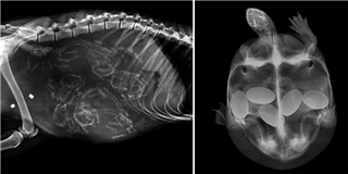 Há hốc mồm với loạt ảnh chụp X-quang bào thai của động vật