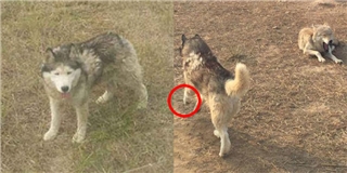 Phẫn nộ chú chó husky bị nhốt trong chuồng sói và bị cắn tơi tả
