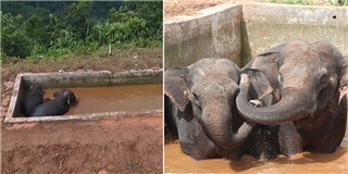 Cảm động cả đàn voi cứu voi con mắc kẹt giữa hồ nước suốt 2 ngày