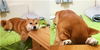Chết cười chú chó shiba ngủ gục trong lúc chờ ăn cơm