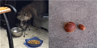 Được cô gái cho ăn, chú gấu mèo bỏ hạt dẻ trước cửa mỗi ngày để trả ơn