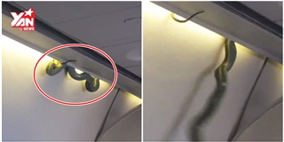 Hành khách hoảng hồn khi rắn độc xuất hiện trên máy bay