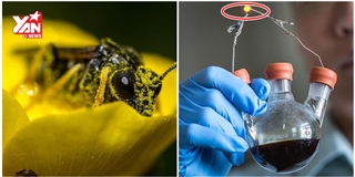 Kinh ngạc với công nghệ tạo năng lượng pin từ phấn hoa