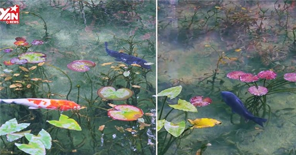 Ngỡ ngàng với tuyệt tác hồ cá đẹp như phối cảnh 3D ở Nhật Bản