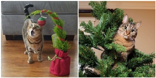 Gục ngã trước loạt ảnh "diễn sâu mùa Giáng sinh" của các boss mèo