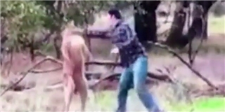 Cười nghiêng ngả khi chủ đấm vỡ mặt kangaroo vì dám bắt nạt chó cưng