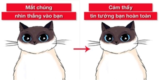 Bạn có biết mèo cũng có ngôn ngữ riêng?
