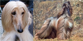 Những chú chó sở hữu bộ lông "chất" nhất quả đất