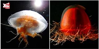 Đây là 10 loài sứa đẹp nhất hành tinh