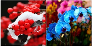 Cận cảnh các loài hoa lạ chưng Tết siêu đắt đỏ người Việt vẫn mê tít