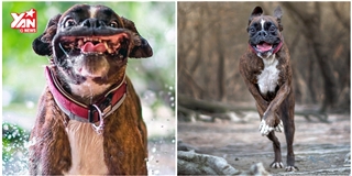 Đây là chú chó mặt hề có khuôn mặt biểu cảm nhất thế giới
