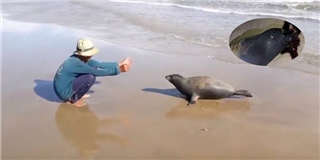 Xót xa hình ảnh hải cẩu chơi đùa với người dân trước khi bị đánh chết
