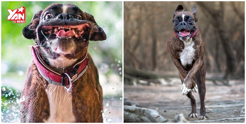 Bớt đi những ưu phiền muộn trong cuộc sống bằng những bức ảnh chó hề đáng yêu này. Hãy cười thật tươi khi nhìn thấy các chú chó lội nước, tắm bùn hoặc chơi đùa với nhau. Bạn nhất định sẽ có một ngày tuyệt vời hơn.