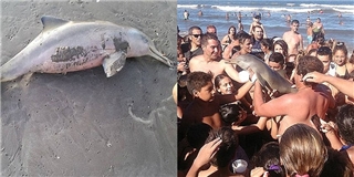 Chú cá heo tử vong vì bị du khách lôi lên bờ để thi nhau chụp ảnh