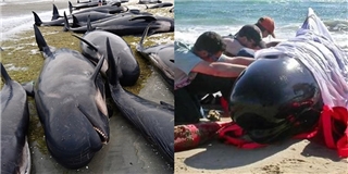 Xót xa hàng trăm chú cá voi mắc cạn trên bờ biển và chết chỉ sau 1 đêm